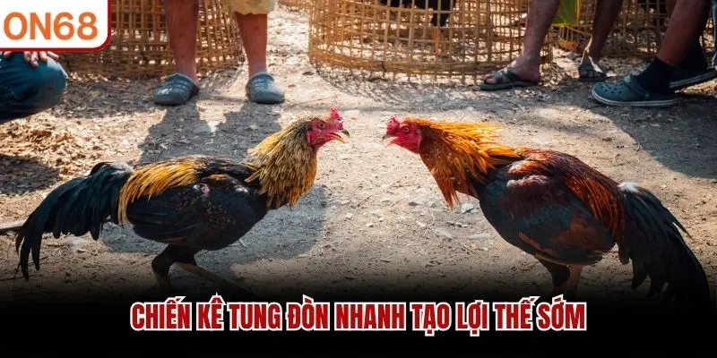Chiến kê tung đòn nhanh tạo lợi thế sớm