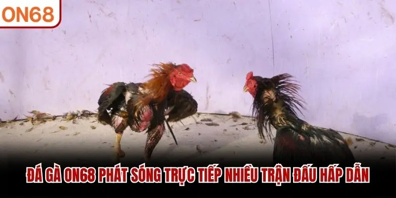 Đá Gà ON68 phát sóng trực tiếp nhiều trận đấu hấp dẫn