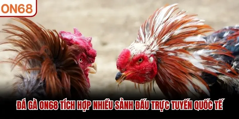Đá Gà ON68 tích hợp nhiều sảnh đấu trực tuyến quốc tế