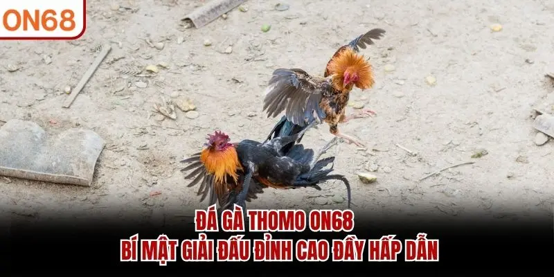 đá gà thomo