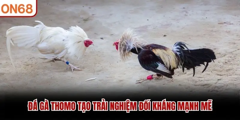 Đá gà Thomo tạo trải nghiệm đối kháng mạnh mẽ